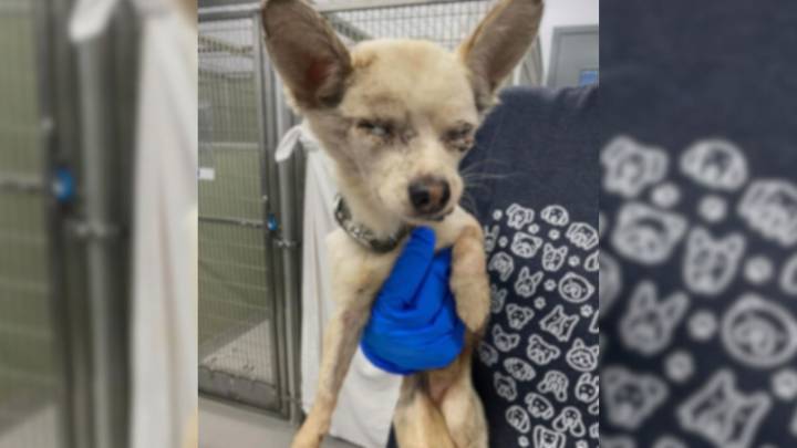 Foster Thought Her Deaf, Toothless Washington Dog Was Near The End Until He Proved Her Wrong