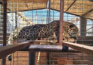 Profepa y FGR catean inmueble en Baja California Sur y aseguran ejemplares de vida silvestre