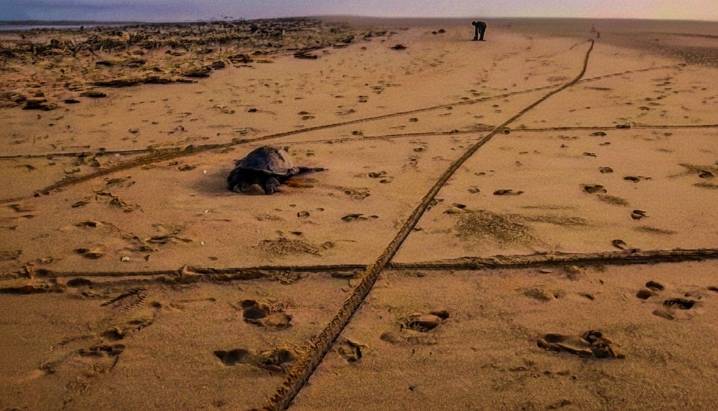 Endangered Olive Ridley turtles under threat! Hundreds found dead along Puri coast