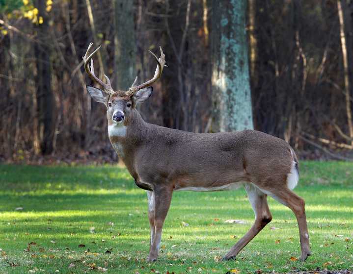 Hunters in this Ohio county bagged the most deer in 2025 gun season
