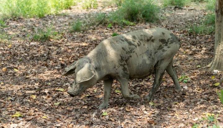 Veterinarios de la UE empiezan a trabajar en el brote de peste porcina de Barcelona