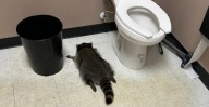 Raccoon Found Passed Out in Liquor Store Bathroom After Chugging Scotch