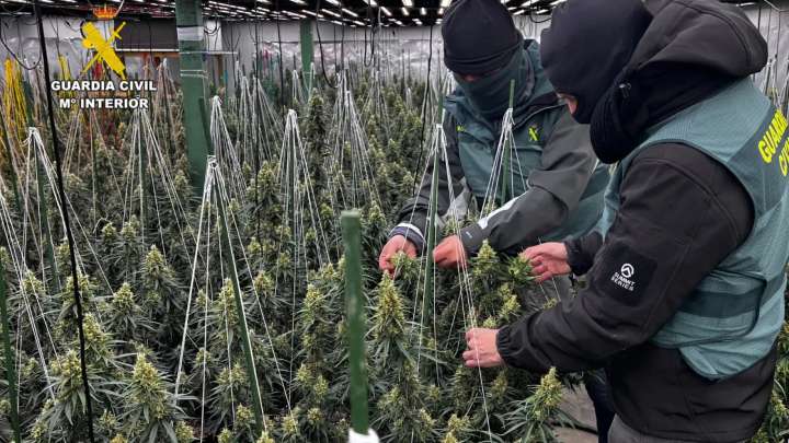 Cae una banda criminal que cultivaba 2.000 plantas de marihuana en Zaragoza