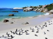 What caused a massive die-off of penguins off  South African coast?
