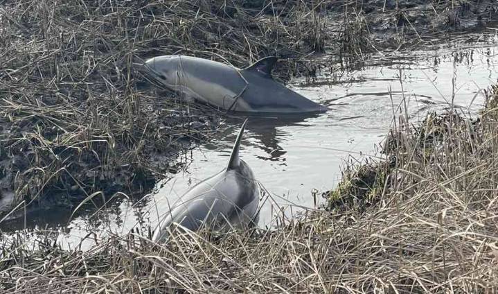 Wareham Natural Resources, IFAW, team up to rescue dolphins stranded in mudflats