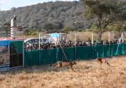Cheetah Cub Released In Wild At Kuno National Park Dies