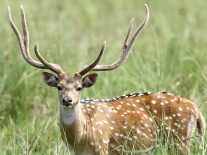 Robaron un ciervo Axis del Complejo Ecológico Municipal