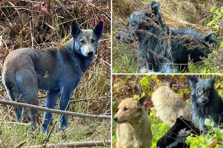 New theory about Chernobyl's blue dogs is disgusting