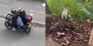 Registran en video el abandono de un gato bebé en zona boscosa de Bogotá: la comunidad pide identificarlos
