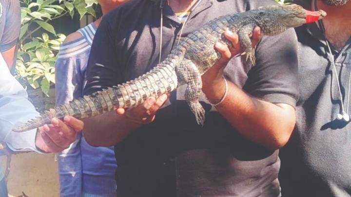 IN PHOTOS: Crocodile rescued from Kurla pond in Mumbai