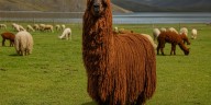Productores de Apurímac han vendido 147 mil libras de fibra de alpaca a la industria textil
