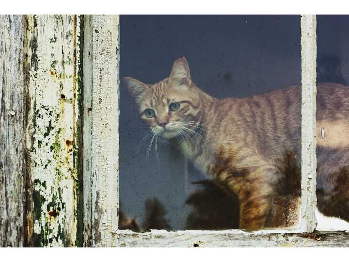 Dear Abby: She said she would look after my cat ... she didn't