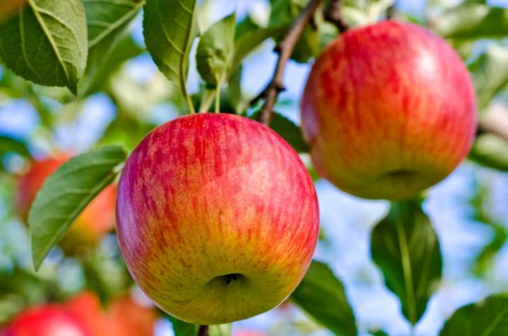How to choose the right apple tree for your location