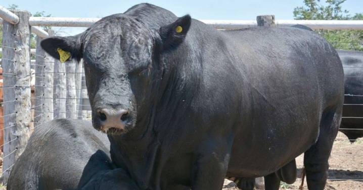 La “Expo Toro” y el remate de hacienda acaparan la atención en Quines