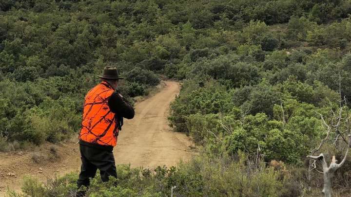Mas batidas en Aragón para frenar la peste porcina: "Con esto aumenta la responsabilidad de los cazadores"
