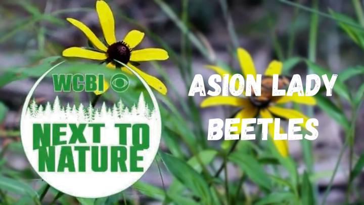 Next to Nature (Asian Lady Beetles)