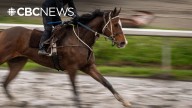 Humane society talks horse welfare amid Hastings Racecourse closure