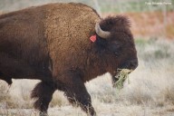 Reintroducen manada de bisontes en Cuatro Ciénegas para restaurar el ecosistema