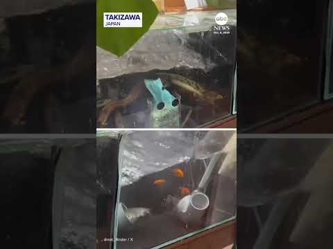Japan earthquake rocks fishtanks