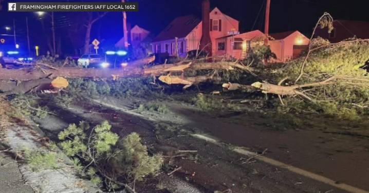67-year-old man seriously injured after tree falls on car while driving in Framingham