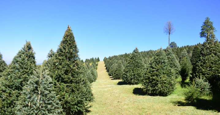 Dónde comprar tu árbol de Navidad natural en el Edomex este 2025: precios, tipos y plantaciones cercanas