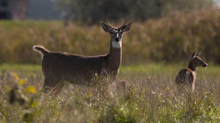 Some Michigan lawmakers want to see ban lifted on feeding deer, elk
