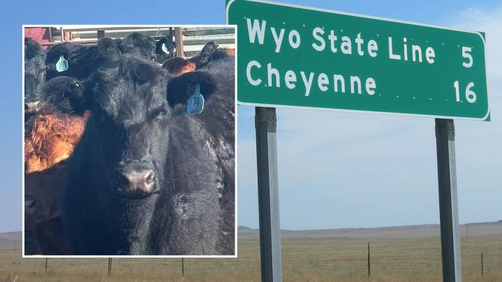 Mystery Deepens Over Missing Cattle In Northern Colorado
