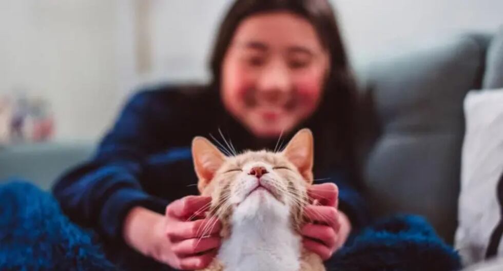 La revolucionaria tecnología con la que científicos detectaron la formación de un tsunami en tiempo real y que puede salvar miles de vidas