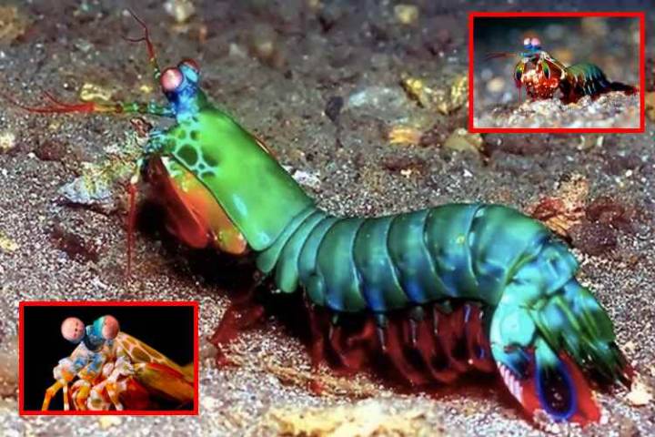 El secreto del golpe indestructible de la gamba mantis -