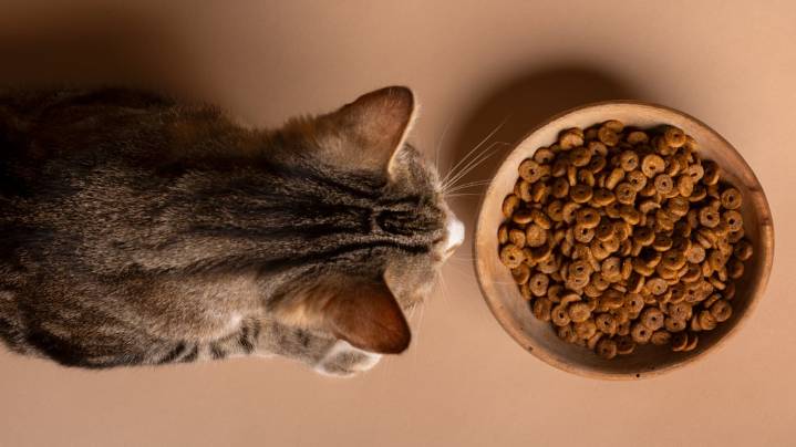 ¿Plato o tazón? Esta es la opción ideal para la comida de tu gato, según los expertos