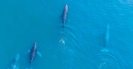 Ballenas jorobadas regresan a mar de Michoacán; inicia temporada de avistamiento