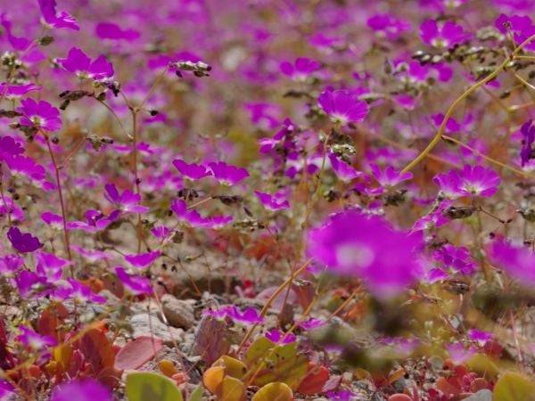 Documental revela los secretos del desierto florido
