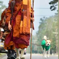 Buddhist monks on 2,300-mile, 120-day 'Walk for Peace' arrive in Louisiana