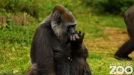 Gorillas are back in San Antonio as Congo Falls opens to the public this weekend