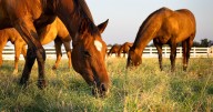 Texas EHV-1 outbreak grows to 23 cases, 2 horse deaths following Waco event