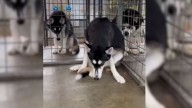 Husky Trembles In Fear After Abandonment At California Shelter For Simply Being “Too Much”