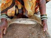 Fonio & Sikiya: A tale of two millets