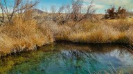 Conservation group reaches deal to acquire Ash Meadows industrial site