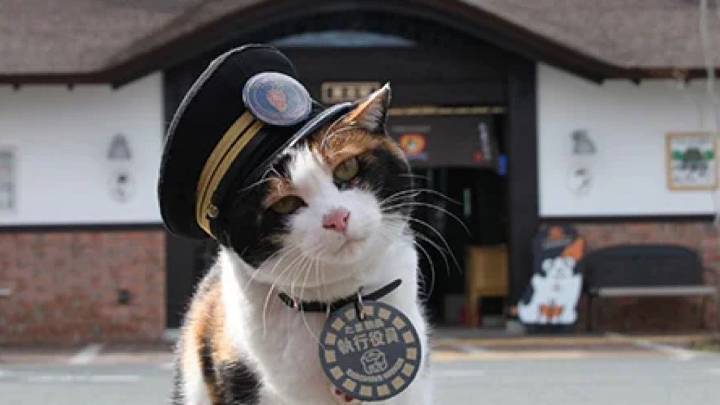 Japón despide con honores a Nitama, la famosa gata jefa de una estación de tren e icono local