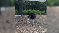 Georgia Shelter Dog Facing His Final Hours Finds A Twist That Changes Everything