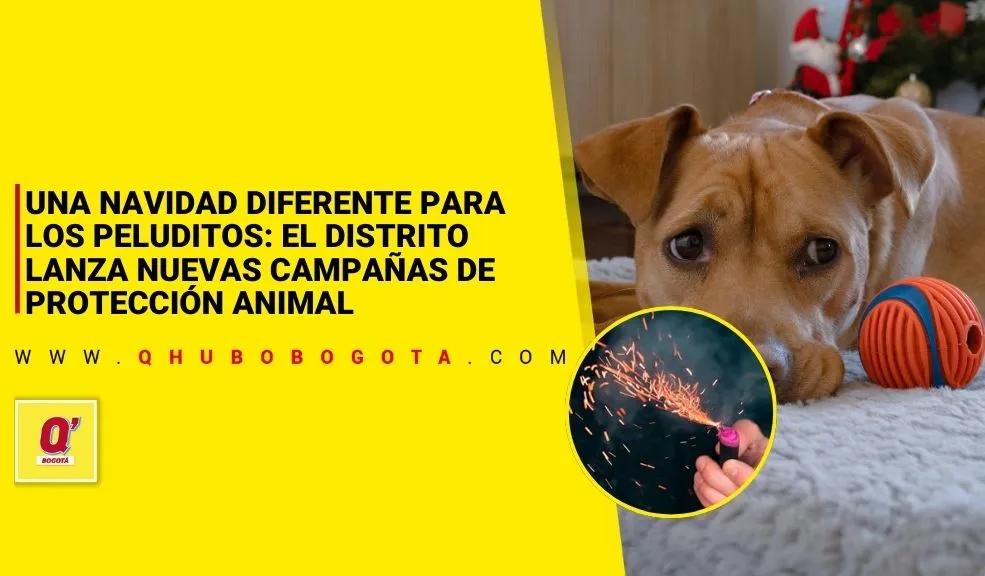 Una Navidad diferente para los peluditos: el Distrito lanza nuevas campañas de protección animal