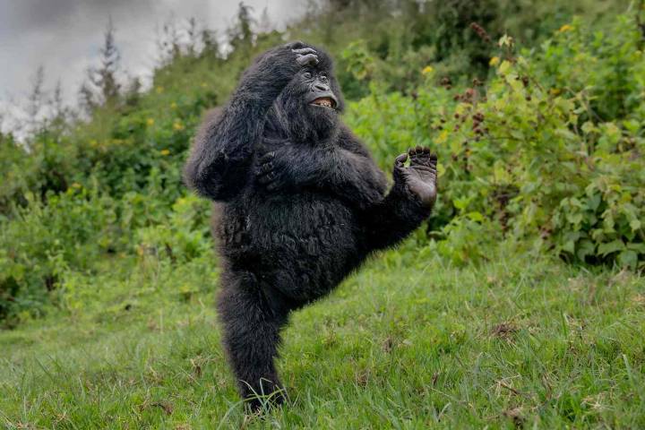 Gorilla Dancing in a Forest Wins Comedy Wildlife Photo Awards 2025