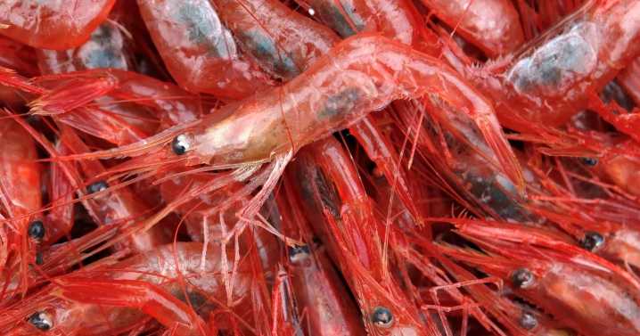 Northern shrimp fishery closed for at least 3 more years, following unsuccessful pilot