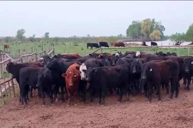 Denunciaron el robo de más de 800 cabezas de ganado en una estancia entrerriana