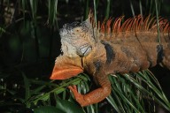 It’s that time of year when iguanas start falling out of the sky