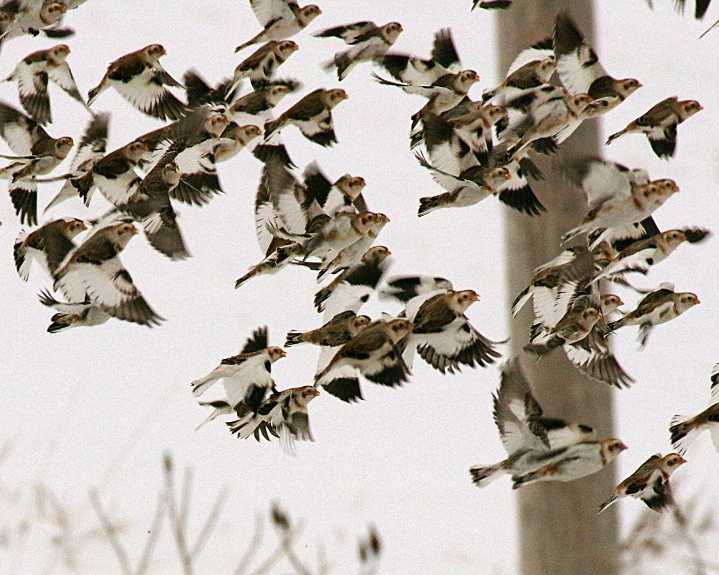 Two Douglas County Christmas Bird Counts looking for volunteers