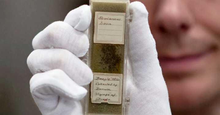 Lost Charles Darwin microscope slide set found in cardboard box on sale