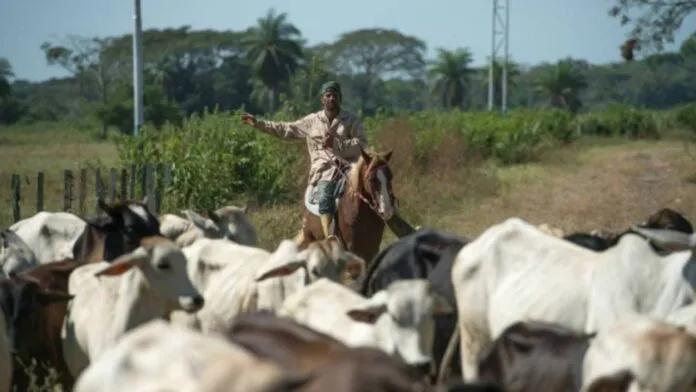 Fedenaga insta a tener más producción en el sector