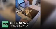 Dog abandoned in taped-up box outside Pennsylvania SPCA