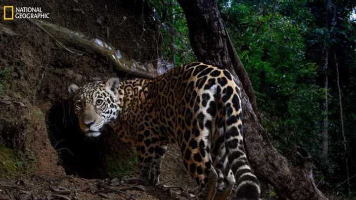 National Geographic elige las fotos del año en 2025: estas son las destacadas de los fotógrafos latinoamericanos